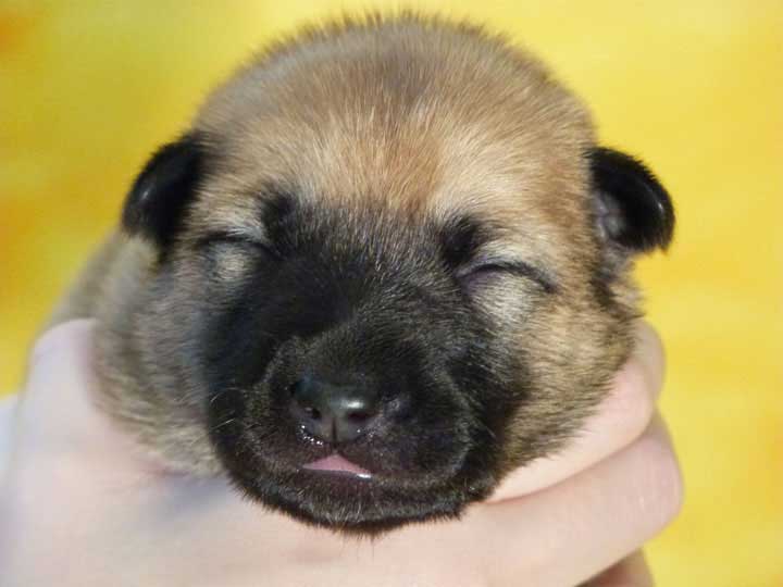chinook puppy